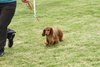 houndshow2012a_416