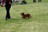 houndshow2012a_359