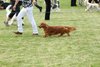 houndshow2012a_298