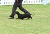 houndshow2012a_167