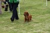 houndshow2012a_382