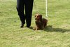 houndshow2012a_293