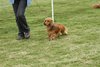 houndshow2012a_226