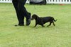 houndshow2012a_130