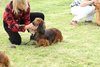 houndshow2012a_307