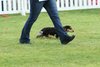 houndshow2012a_156