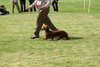 houndshow2012a_364