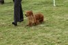 houndshow2012a_406