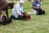 houndshow2012a_249