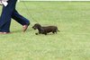 houndshow2012a_185