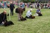 houndshow2012a_238