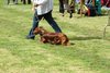 houndshow2012a_243