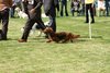 houndshow2012a_258