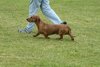 houndshow2012a_95