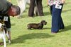 houndshow2012a_197