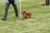 houndshow2012a_216