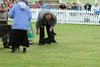 houndshow2012a_145