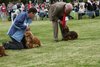 houndshow2012a_223