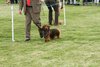 houndshow2012a_227