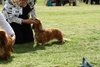 houndshow2012a_373