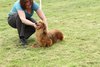 houndshow2012a_413