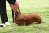 houndshow2012a_222