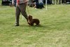 houndshow2012a_363