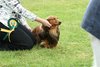 houndshow2012a_119