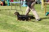 houndshow2012a_262