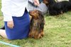 houndshow2012a_255