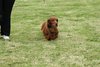 houndshow2012a_230