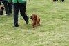 houndshow2012a_381