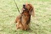 houndshow2012a_304