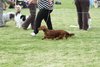 houndshow2012a_321