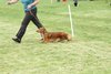 houndshow2012a_409