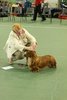 longhaireddachshundch2012_28