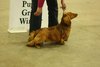 Bronia Mr Pepys RDCC and Hound Puppy Group 1