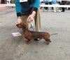 junior dog 1st - SIOUXLINE LEVI