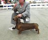 Post Grad Dog 2nd - AMLIDA DRAMATIKER