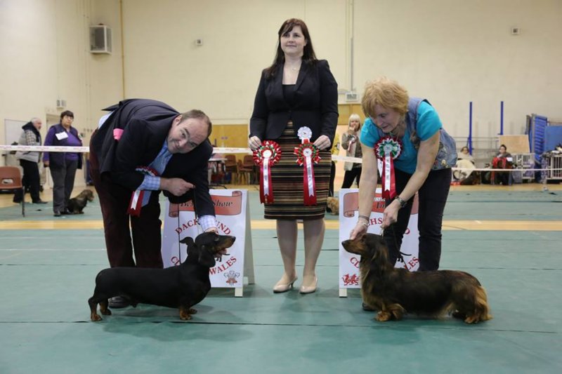 dachshundclubofwales2014bestinshow.jpg