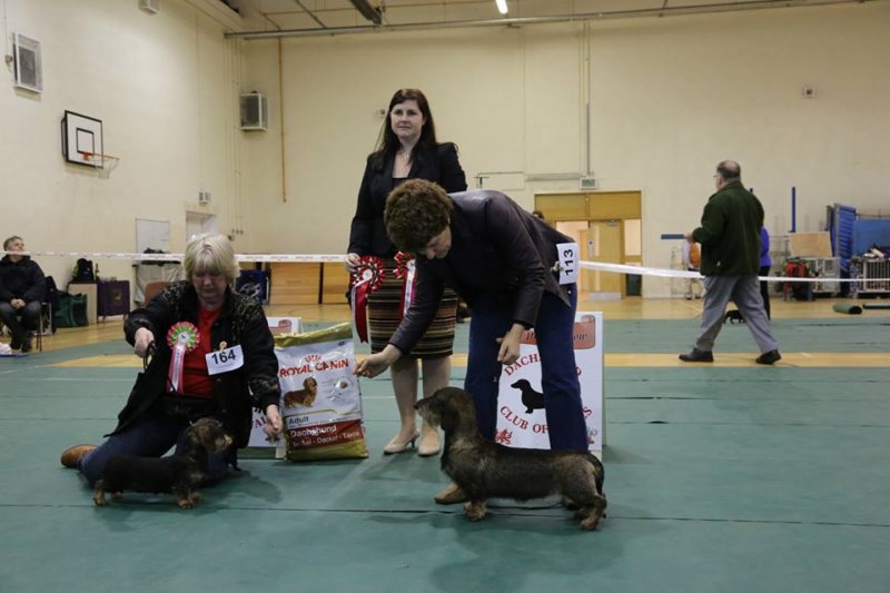 dachshundclubofwales2014bestpuppyinshow.jpg