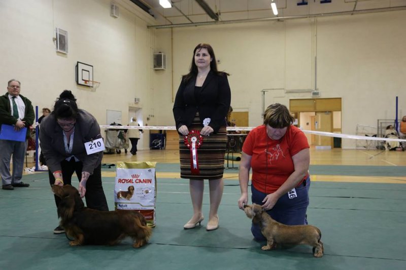 dachshundclubofwales2014bestveteraninshow.jpg