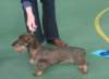 limitdog2nd_small.jpg