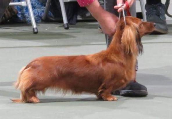 lyndarlea dachshunds