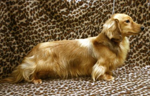 lyndarlea dachshunds