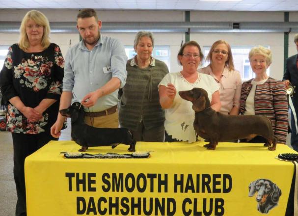 dachshund shows 2019